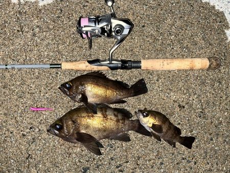 久々の汁ワーム最強説