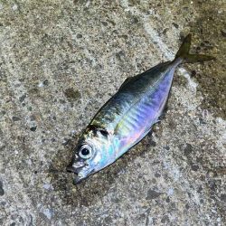 姫路離島アジング！アジの群れは見付からず・・・