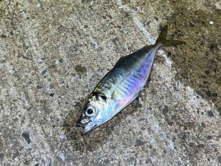 姫路離島アジング！アジの群れは見付からず・・・