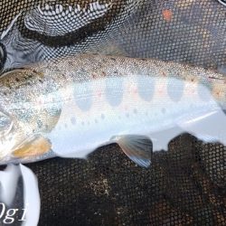 相変わらずの超渇水