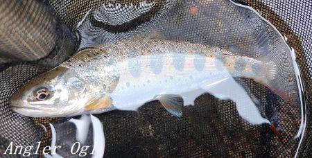 相変わらずの超渇水