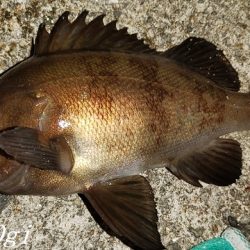 エビ撒き&青虫で良型メバル！