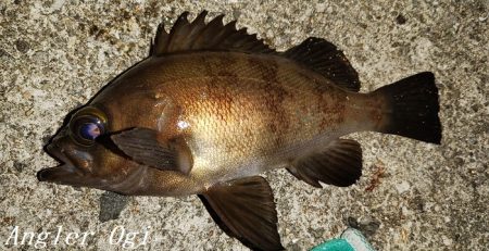 エビ撒き&青虫で良型メバル！