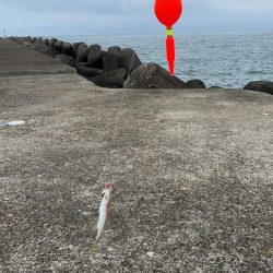 ヒラメとその他