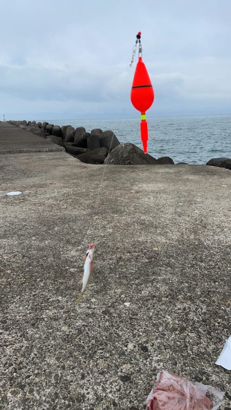 ヒラメとその他