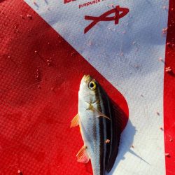 尾鷲の磯でフカセ釣り