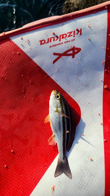 尾鷲の磯でフカセ釣り