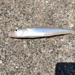 ピンキスしかいないの