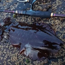 対馬からの投稿！