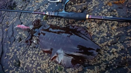 対馬からの投稿！