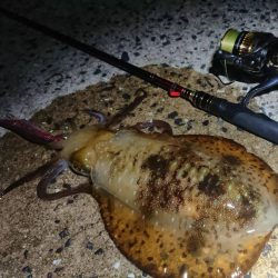 対馬からの投稿②