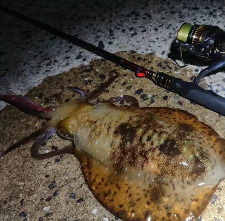 対馬からの投稿②