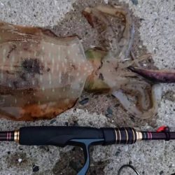 対馬エギング釣果