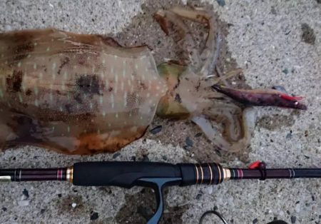 対馬エギング釣果