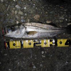 雨後のテトラ際ゲーム