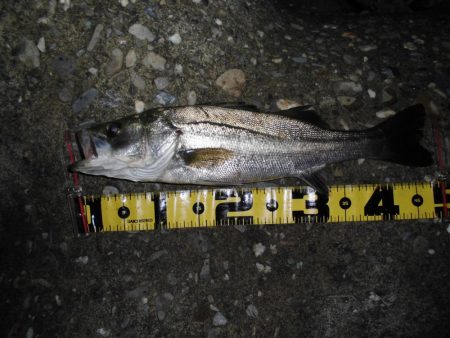 雨後のテトラ際ゲーム