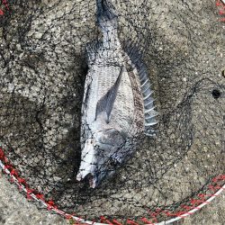 フカセ釣り4回目