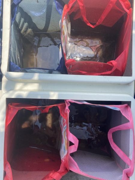 伊勢湾奥タコ釣り