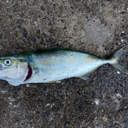 プチsalt water game