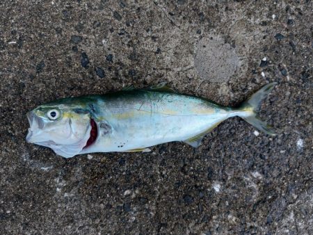 プチsalt water game