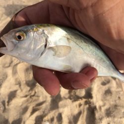天気は良かったのですが強風で釣りづらかったです