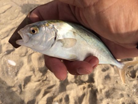 天気は良かったのですが強風で釣りづらかったです