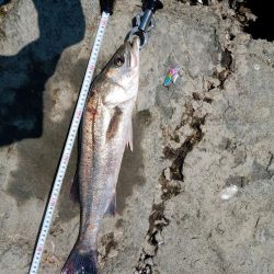 …今日もシーバス♪