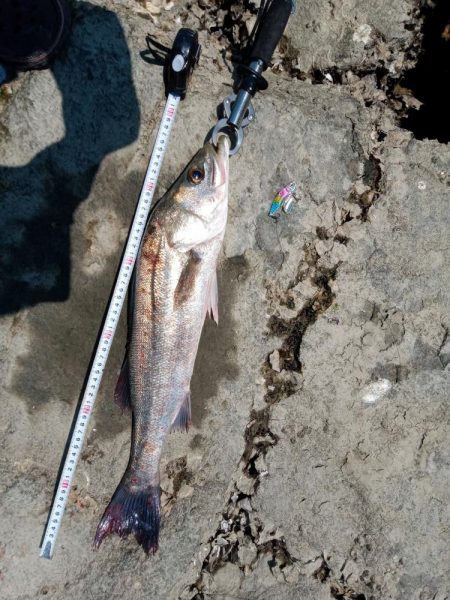 …今日もシーバス♪