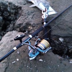 3日目でようやく釣れました