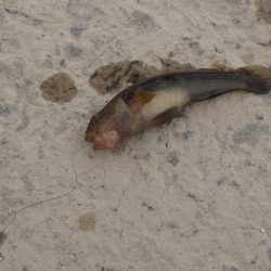 手長エビ 試し釣り in 武庫川