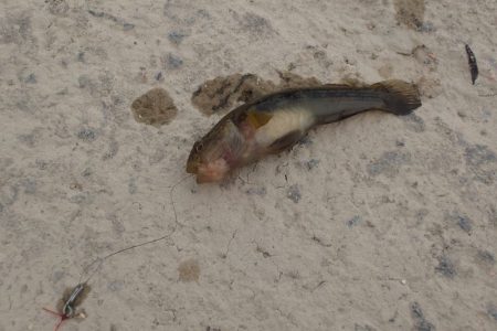 手長エビ 試し釣り in 武庫川