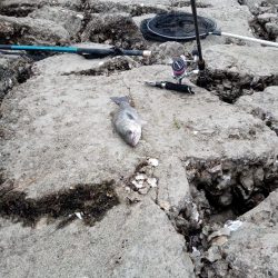 釣れただけでも感謝です