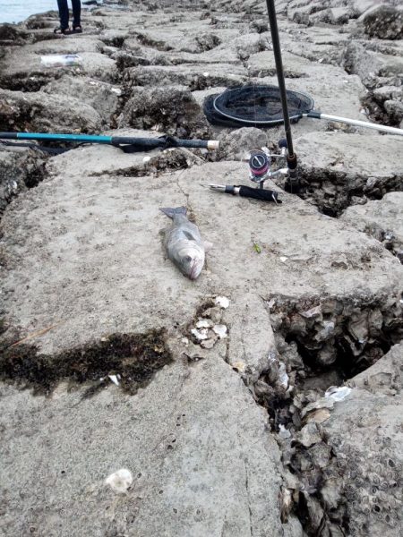 釣れただけでも感謝です