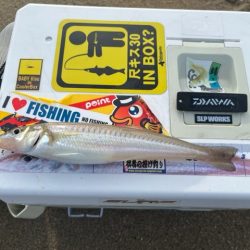 唐津方面のキスを調査してきました