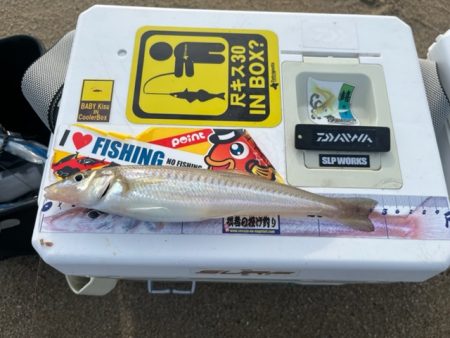 唐津方面のキスを調査してきました