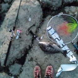 食べれる魚がようやく釣れた