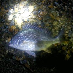 チニング好調！