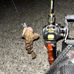 尾鷲のライトゲーム