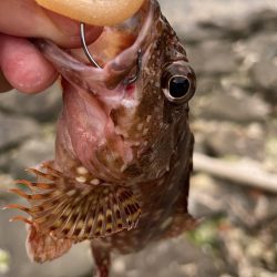 アコウ不発ガッシー連発