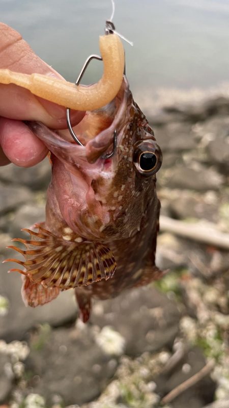 アコウ不発ガッシー連発