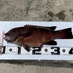 チヌとコブダイ