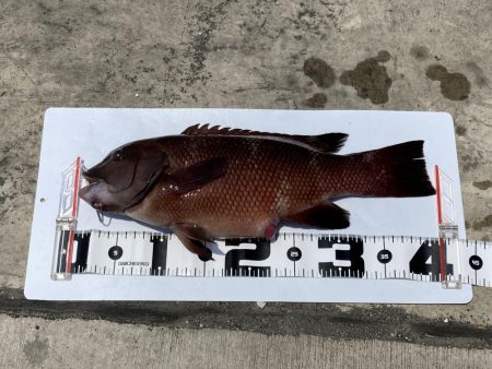 チヌとコブダイ