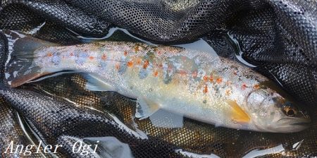 相変わらずの超渇水