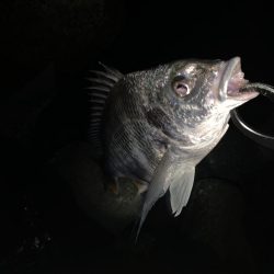 チヌハンターパート5