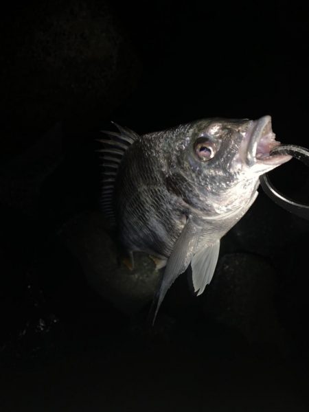 チヌハンターパート5