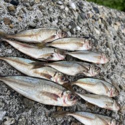 フカセリベンジ