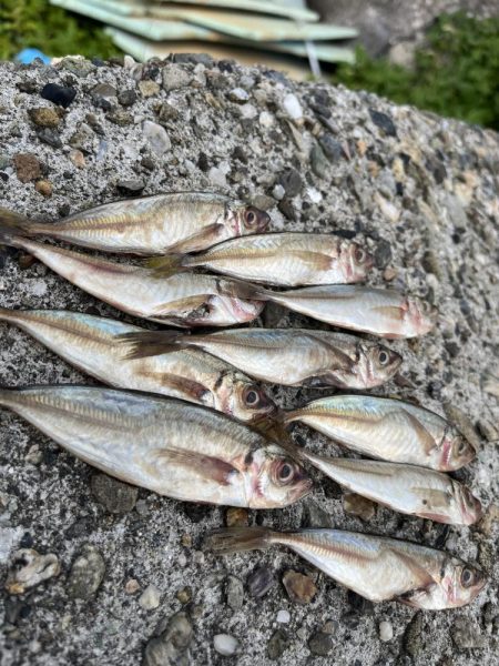 フカセリベンジ