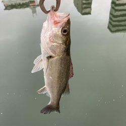 丸々二ヶ月振り