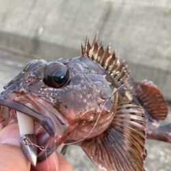 久しぶりの沖堤で遊んできました