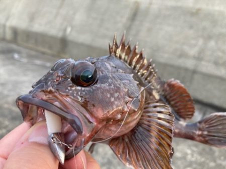 久しぶりの沖堤で遊んできました